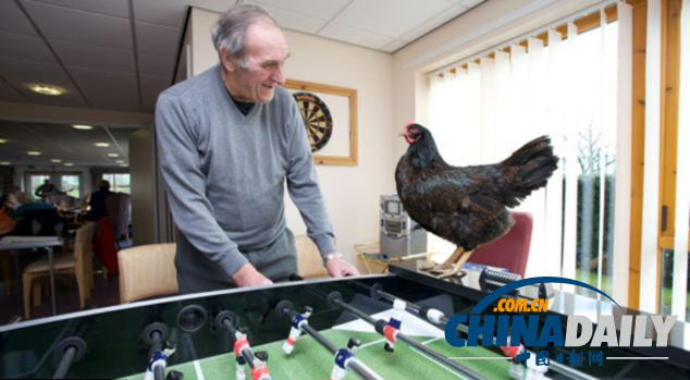 英老年人養雞遣寂寞 送雞上學生活忙