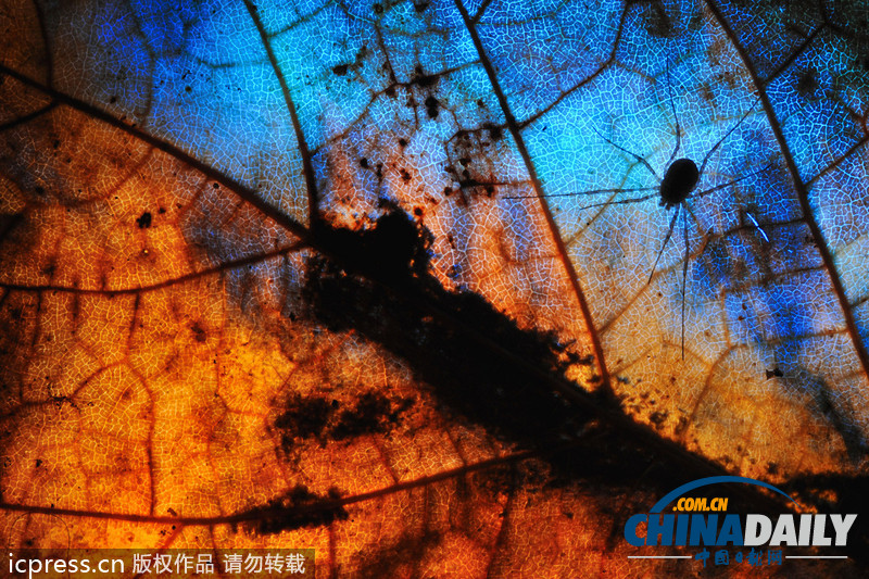 2013年GDT歐洲野生動(dòng)物攝影獎(jiǎng)獲獎(jiǎng)作品賞析