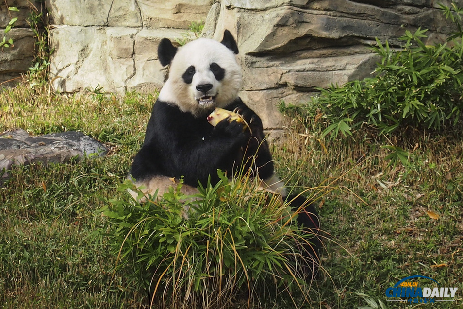 美國：旅美大熊貓誕下幼崽 動物園為其全球征名（組圖）