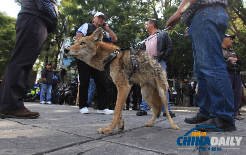 墨西哥農(nóng)民騎驢騎馬示威 要求提高農(nóng)產(chǎn)品價(jià)格