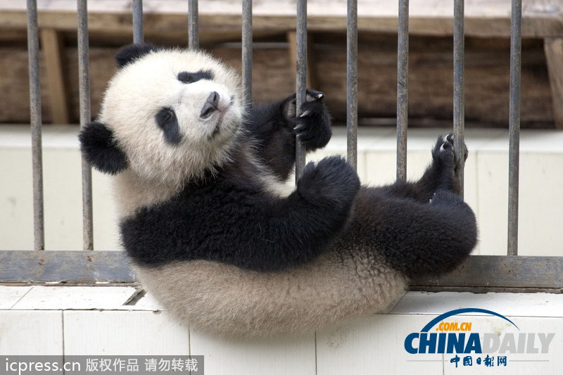 熊貓搭檔上演驚天大逃亡 不敵腿短越獄終告失敗