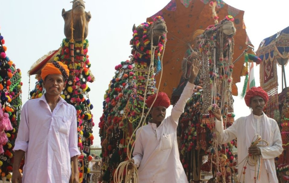 圖：直擊印度駱駝選美大賽 數(shù)萬駱駝盛裝亮相