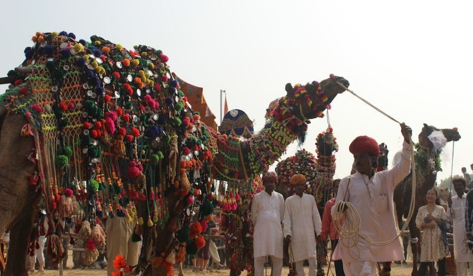 圖：直擊印度駱駝選美大賽 數萬駱駝盛裝亮相