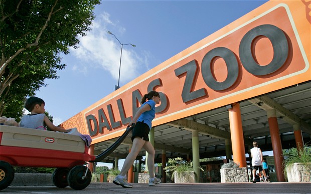 美國動物園上演血腥慘劇：雄獅在游客面前殺死母獅