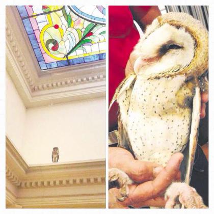 漂亮貓頭鷹夜闖新加坡總理府 李顯龍社交網分享照片