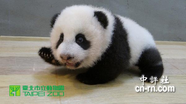 組圖:大熊貓寶寶