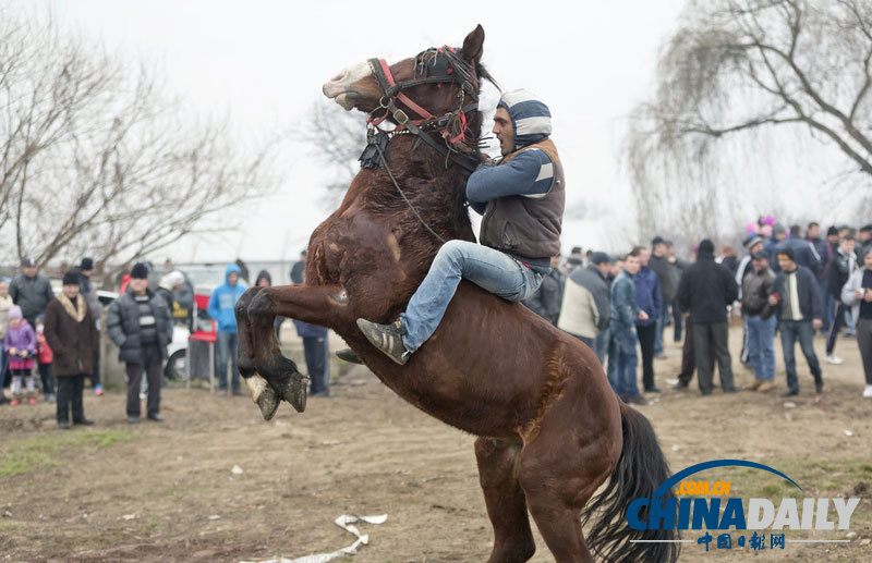 羅馬尼亞人縱馬馳騁慶祝主顯節 矮腳小馬萌翻鏡頭
