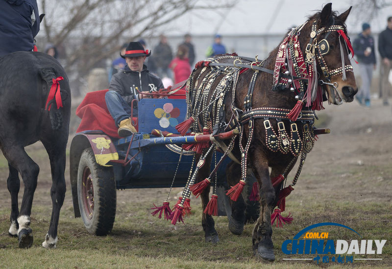 羅馬尼亞人縱馬馳騁慶祝主顯節 矮腳小馬萌翻鏡頭