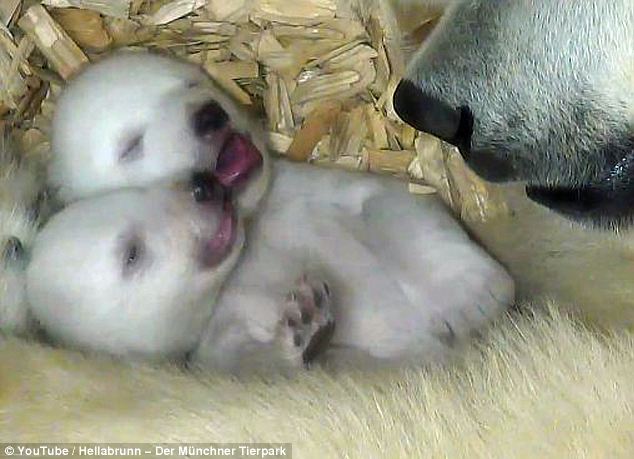 北極熊寶寶睜眼看世界萌態首曝光 用爪子摸媽媽鼻子