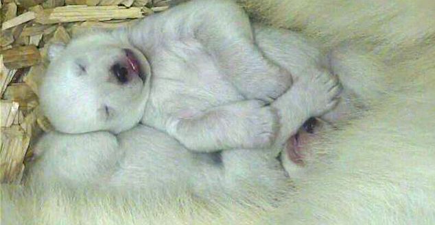 北極熊寶寶睜眼看世界萌態首曝光 用爪子摸媽媽鼻子