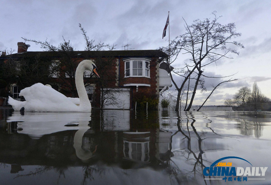 一周看天下：洪水中的天鵝