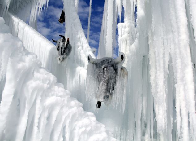 土耳其教授用牛頭制作恐怖冰雕 呼吁反對校園暴力