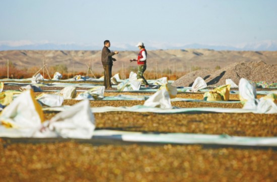 劉佳：80后女大學生回鄉種地 讓戈壁灘變新型農場