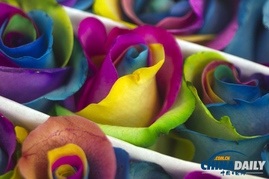 神秘的厄瓜多爾熒光玫瑰 如夢似幻(圖)