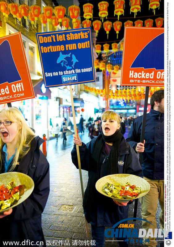 動物保護組織搭馬年順風(fēng)車 唐人街示威抗議食用鯊魚翅
