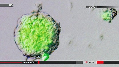 日媒:日本研制出新型萬能細(xì)胞“STAP細(xì)胞”