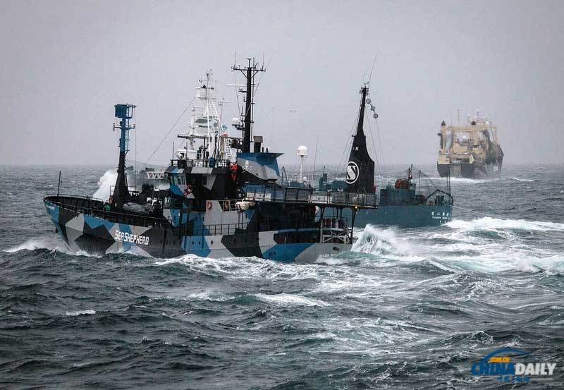 日本捕鯨船攻擊性沖撞國際反捕鯨船 未致人員傷亡