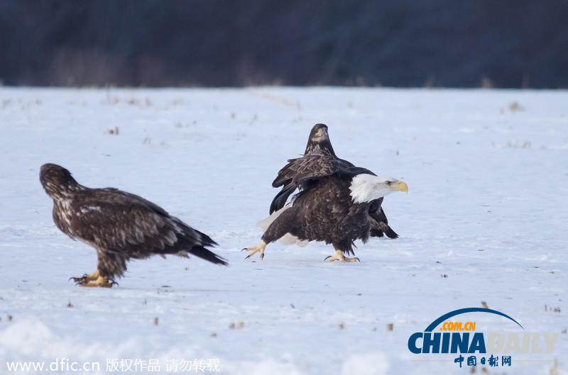 加拿大雪原上演華麗空戰：鷹擊長空護“主權”