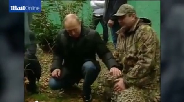 普京現身索契 與勇猛波斯豹幼崽玩耍