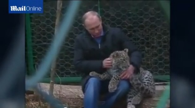 普京現身索契 與勇猛波斯豹幼崽玩耍