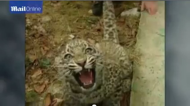 普京現身索契 與勇猛波斯豹幼崽玩耍