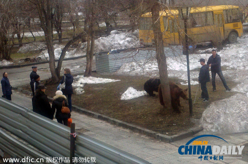 遛狗簡直弱爆啦！俄羅斯男子遛棕熊震驚路人