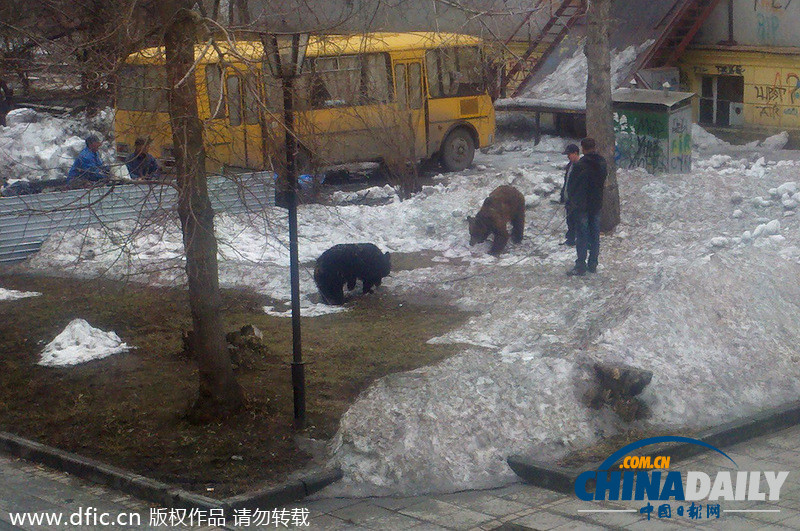 遛狗簡直弱爆啦！俄羅斯男子遛棕熊震驚路人