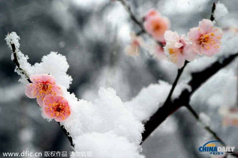韓國暴雪持續5日 汽車被埋紅綠燈遭積雪覆蓋