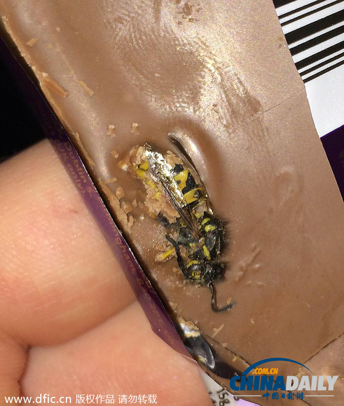 英國大學生巧克力中吃出完整大黃蜂尸體