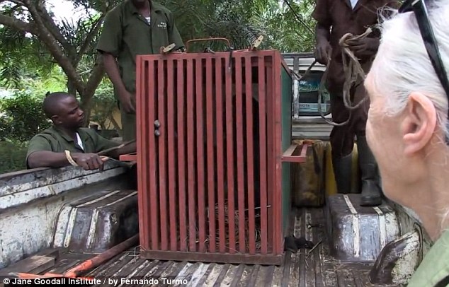 網上瘋傳黑猩猩回歸野外前與救命恩人熱情擁抱照片