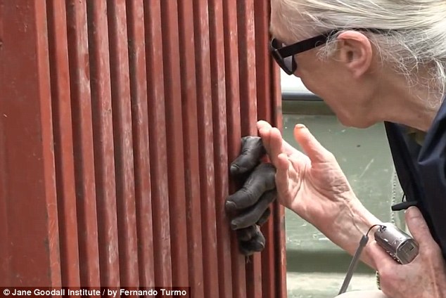 網上瘋傳黑猩猩回歸野外前與救命恩人熱情擁抱照片