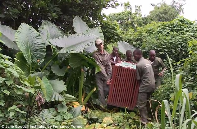 網上瘋傳黑猩猩回歸野外前與救命恩人熱情擁抱照片