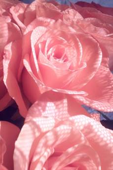 完美情人節 SKINFOOD浪漫玫瑰系列彩妝華麗助陣