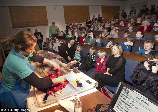 丹麥恐怖教學:小學生觀摩解剖狼尸
