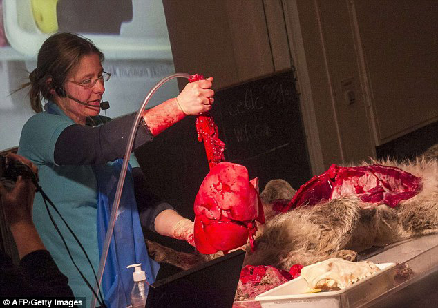 丹麥恐怖教學(xué):小學(xué)生觀摩解剖狼尸