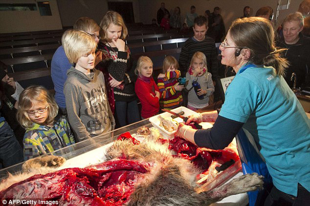 丹麥恐怖教學:小學生觀摩解剖狼尸