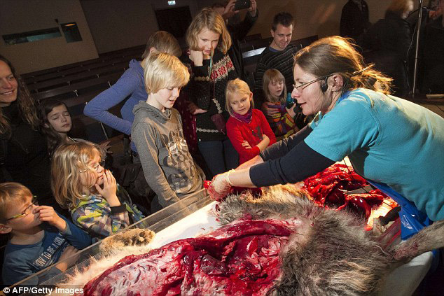 丹麥恐怖教學:小學生觀摩解剖狼尸