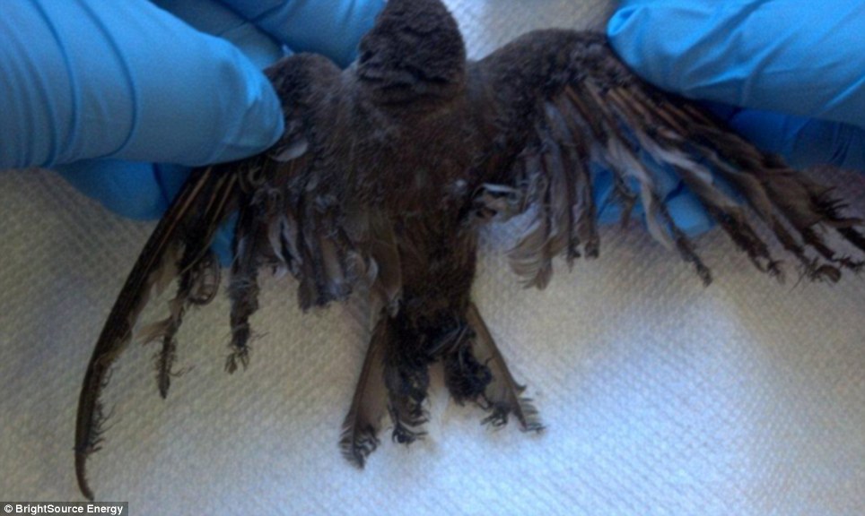 世界最大太陽能發電廠挨批 飛鳥誤闖后羽毛被烤焦