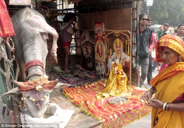 印度驚現(xiàn)五條腿“神牛” 民眾紛紛前來祈福