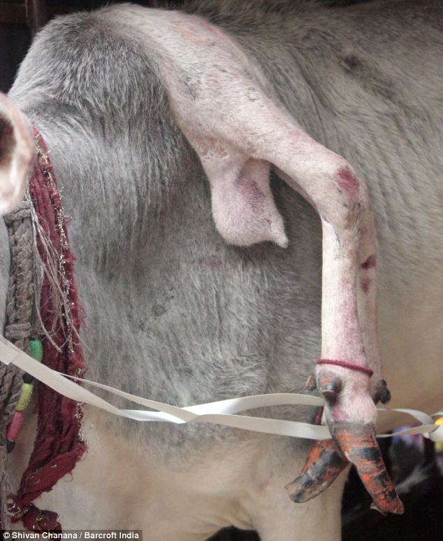 印度驚現(xiàn)五條腿“神牛” 民眾紛紛前來祈福