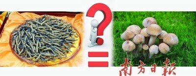 蟲(chóng)草價(jià)格已是黃金兩倍 專家稱營(yíng)養(yǎng)價(jià)值等于蘑菇