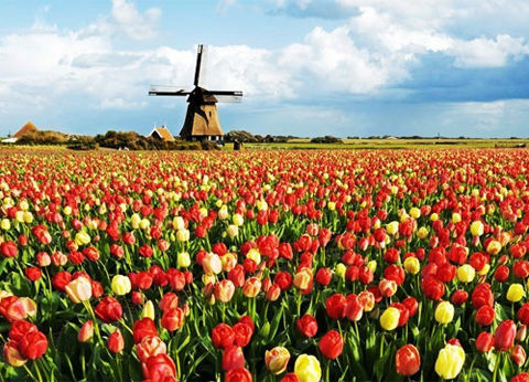荷蘭“花花世界” 5大賞花攻略賞盡郁金香
