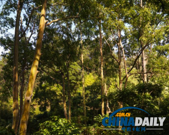 澳州驚現“搖錢樹”！科學家首次發現桉樹葉中含黃金