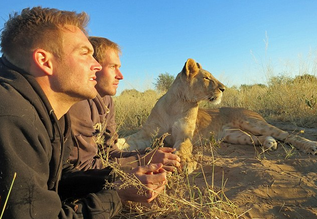 非洲南部草原罕見(jiàn)場(chǎng)景：雌獅與人類(lèi)伙伴親密擁抱