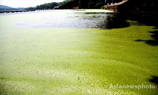 Massive duckweeds on Wuhan’s East Lake