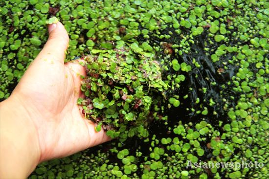 Massive duckweeds on Wuhan’s East Lake