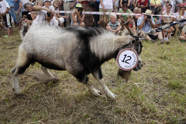 Goat 'beauty contest' in Lithuania