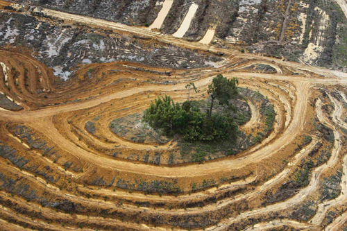 Cleared forested areas for palm oil plantations in Indonesia
