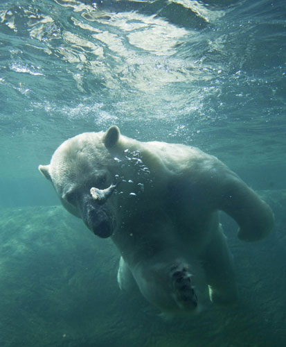 Polar bear avoids heat in water
