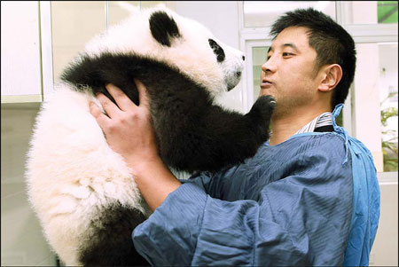 Pandas may find traveling hard to bear